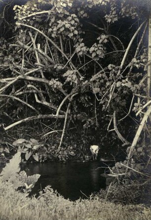 "Quelle in Papeari, Tahiti"