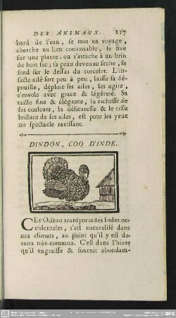 Dindon, Coq D' Inde