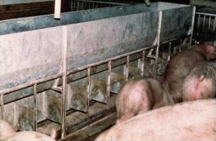 Fotografie: Fütterungstechnik, Futtervorlage, Mastschwein, Trockenfütterungsanlage, Vollspaltenboden