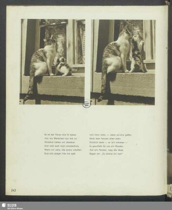 Katzen auf dem Fensterbrett I