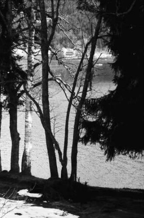 Titisee: Kahle Baumgruppe am See