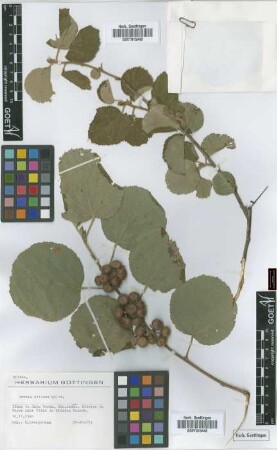 Grewia villosa Willd.