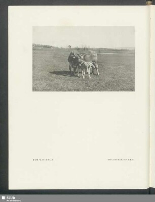Kuh mit Kalb
