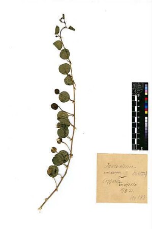 Capparidaceae Capparis spinosa Boissier, Edmond (1810 - 1885) [Chirbet Ekbala]