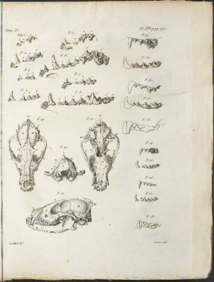 Pl. XVI.