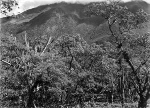Andenvegetation : Berglandschaft mit Kakteen und andere Vegetation