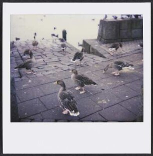 Gänse am Meer in Reykjavik