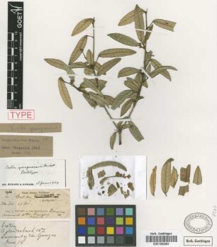 Croton yunquensis Griseb. [lectotype]