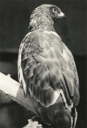 Wespenbussard (Pernis apivorus) im Zoologischen Garten Dresden