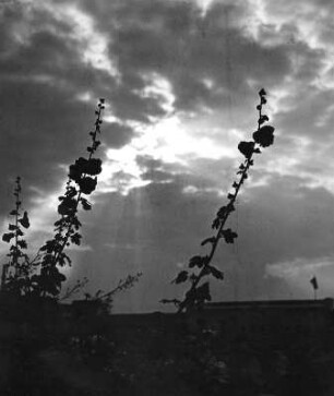 Wolkenbilder. Gräser gegen Wolken mit untergehender Sonne
