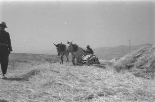 Dreschschlitten : Mann mit Dreschschlitten beim Dreschen von Getreide