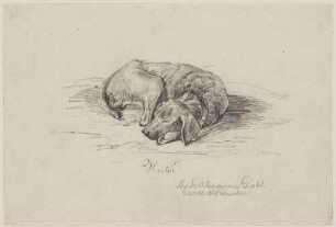 Schlafender Hund - "Hector"