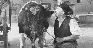 Der Major und die Stiere