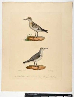 Arenaria Calidris. 1. Iuvenis. 2. Adulta. Nobis. Der graue Sonderling. - Sanderling. Calidris alba; juv. adult.. - Zeichner: Johann Mathias Hergenröder; Stecher: Johann Carl Bock