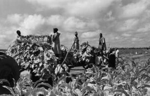 Tabak-Ernte in Rhodesien, heute Simbabwe, Südafrika, aus der Serie 'Die Welt des Tabaks'
