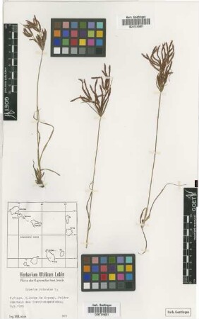 Cyperus rotundus L.
