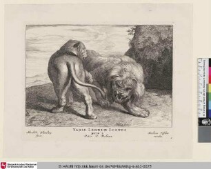 Variae leonum icones [Löwe und Löwin spielend]