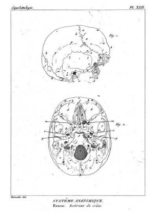 Pl. XXII. Systême Anatomique. Homme. Extérieur du crâne.