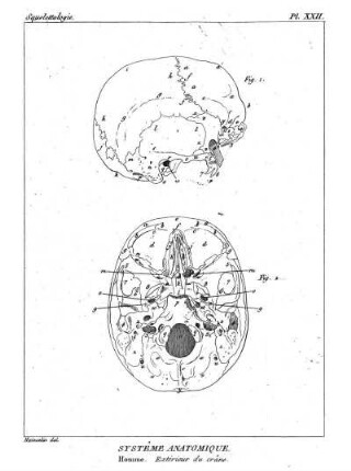 Pl. XXII. Systême Anatomique. Homme. Extérieur du crâne.