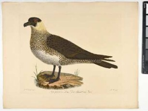 Larus parasiticus. Linn. Die Schmarotzer-Meve. - Schmarotzer-Raubmöwe. Stercorarius parasiticus. - Zeichner: Johann Mathias Hergenröder; Stecher: Johann Carl Bock