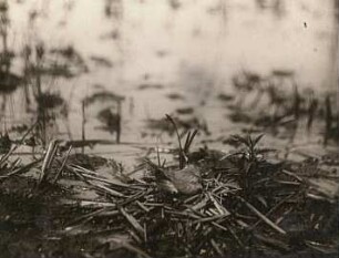 Trauerseeschwalbe (Chlidonias niger) brütend