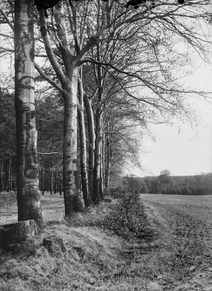 Birken an einem Feldrand