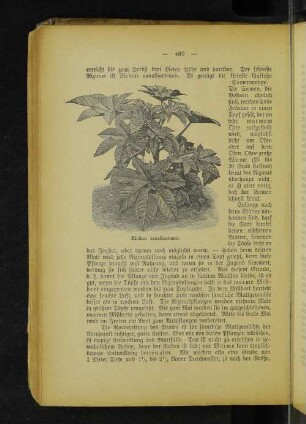 Ricinus zanzibariensis.