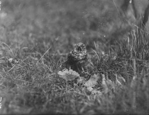 Junge Singdrossel : Rochlitzer Berg, junge Singdrossel (Turdus philomelos).