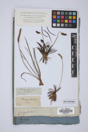 Plantago subulata L.