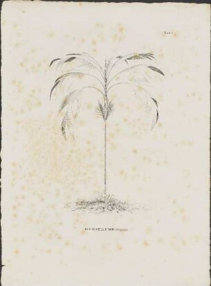Tab. I. Hyospathe elegans.