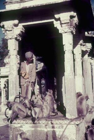 Reisefotos Indien. Mann, Rhesusaffen fütternd (wahrscheinlich in einem Tempel)