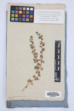 Veronica pulchella Bernh.