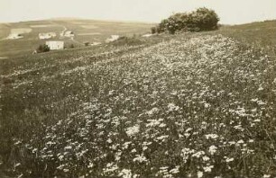 Langewiese (heute Osek-Dlouhá Louka / Tschechien). Ansicht mit blühender Bergwiese