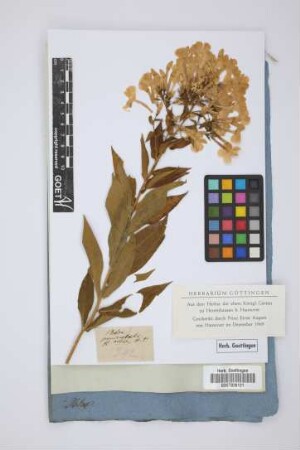 Phlox paniculata alba