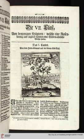 Die VII. Claß