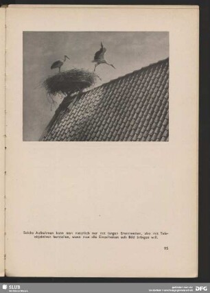 Storchennest