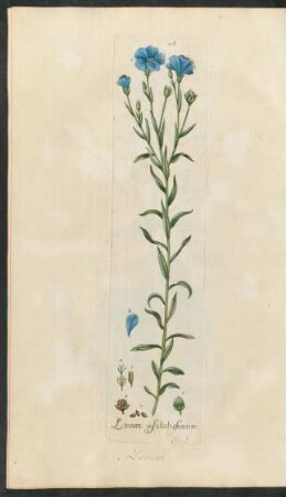 106. Linum usitatissimum
