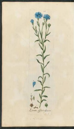 106. Linum usitatissimum