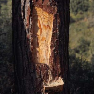 Nord-Euböa, Aleppo-Kiefer (Pinus halepensis) : Nord-Euböa, Kiefernwald, Harzgewinnung zur Herstellung von Retsína. Ott.9
