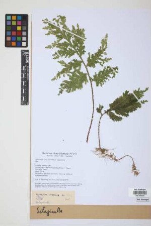 Selaginella P. Beauv.