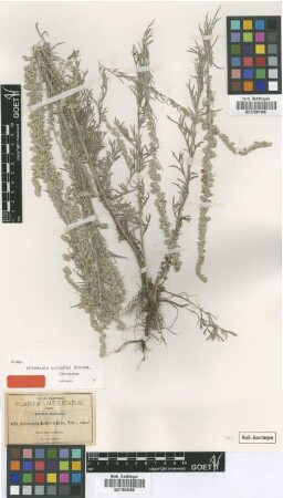 Artemisia ludoviciana Nutt.