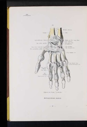 Articulationes manus.