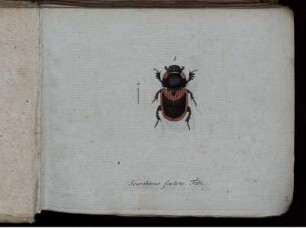 Scarabaeus foetens Fabr. [bis] Anisotoma testacea Kugelann.
