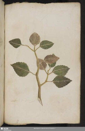 Blatt 211-225