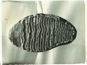 Fossil, Zahn, Elefantenverwandter