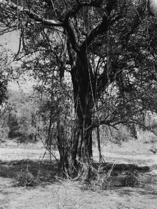 Baum : Lianen hängen von einem Baum herab
