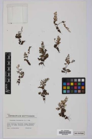 Anogramma leptophylla (L.) Link