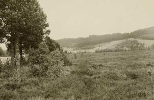 Schwarzwald. Moor oberhalb des Titisees