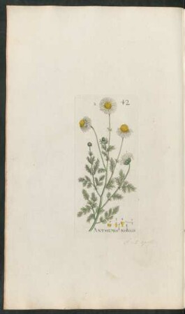 42. Anthemis nobilis