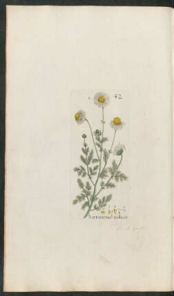 42. Anthemis nobilis